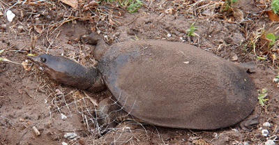 [The turtle is on land with its head and feet extended. Its back is covered with a layer of dirt.]